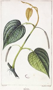Betel, botanische plaat, ca. 1810 door Pierre Jean Francois Turpin